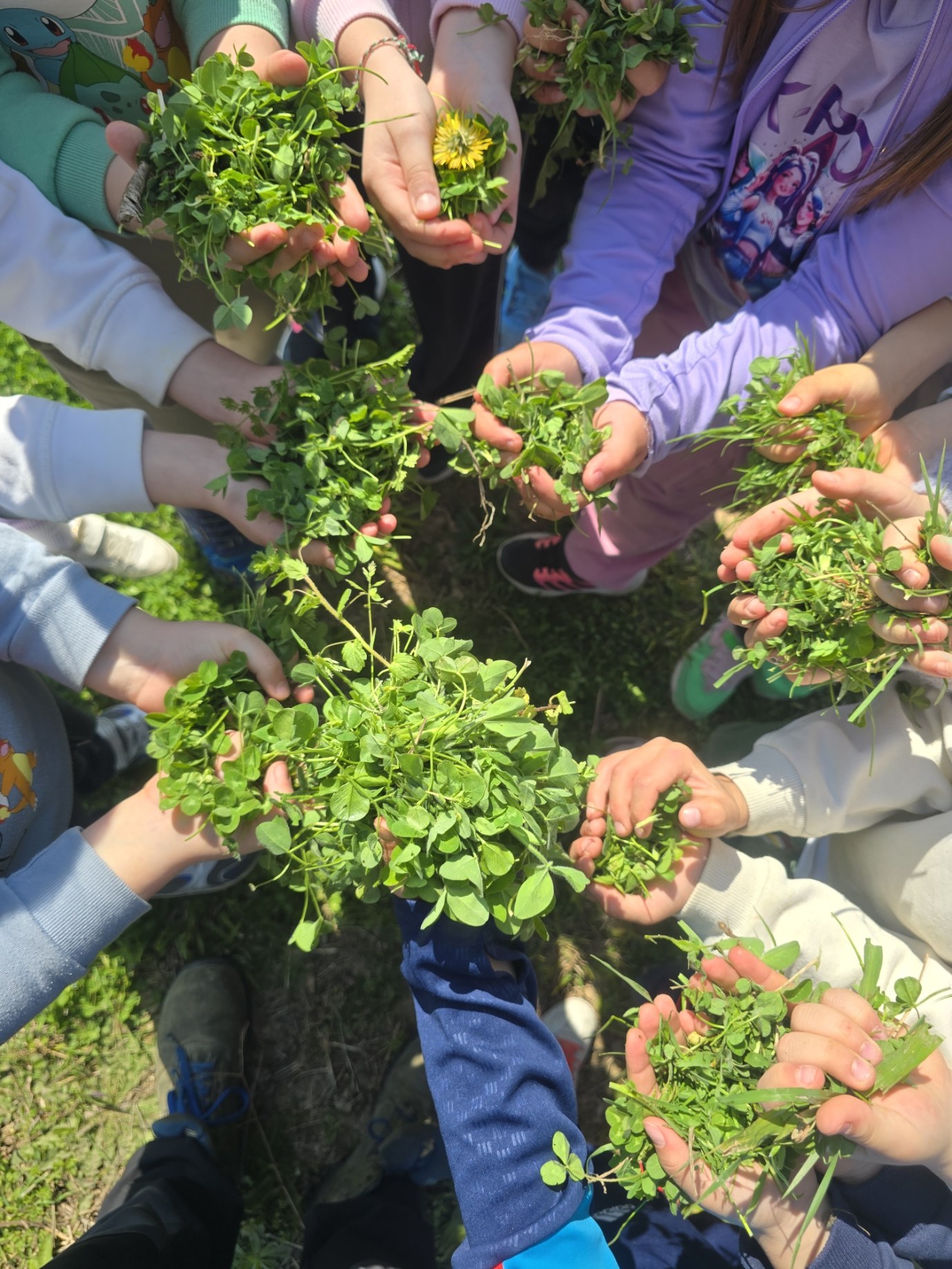 Manos de niñas y niños recogiendo plantas del huerto